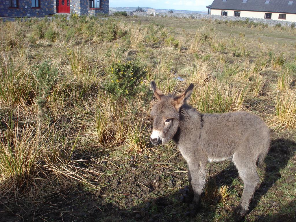 Tullaleagan Guesthouse Oughterard Exteriér fotografie